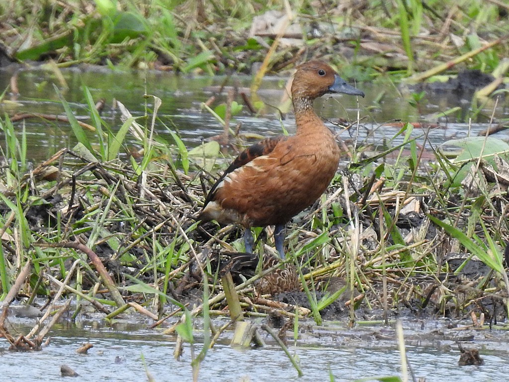 Fulvous Whistling-Duck - ML393015311