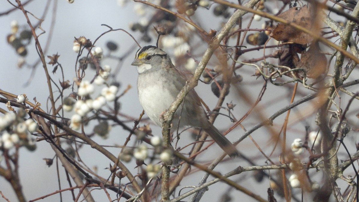 White-throated Sparrow - Charlotte Chehotsky