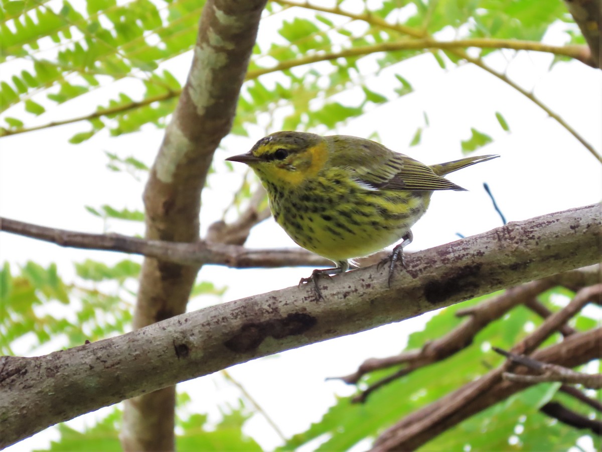 Cape May Warbler - ML393018601
