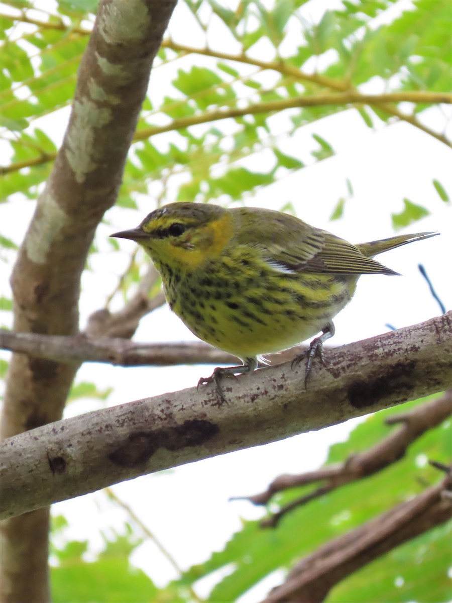 Cape May Warbler - ML393018631