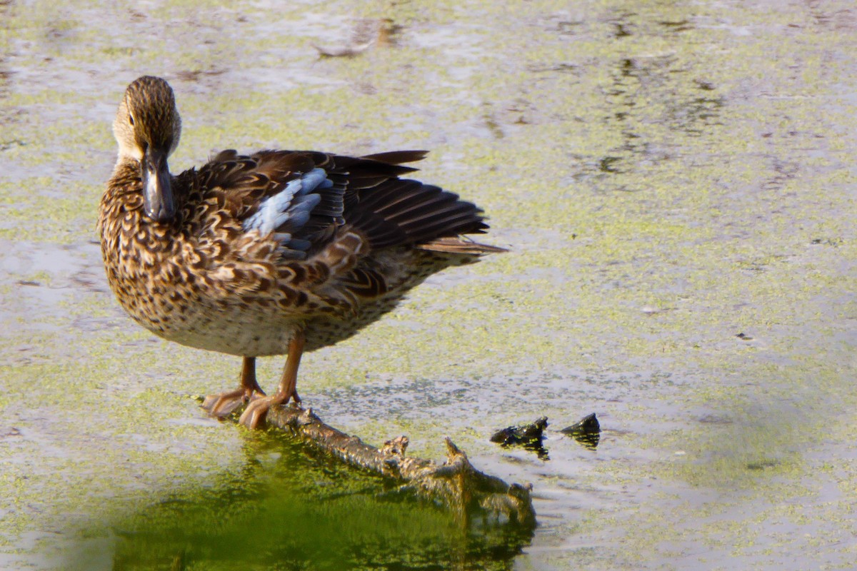 Blue-winged Teal - ML39302481