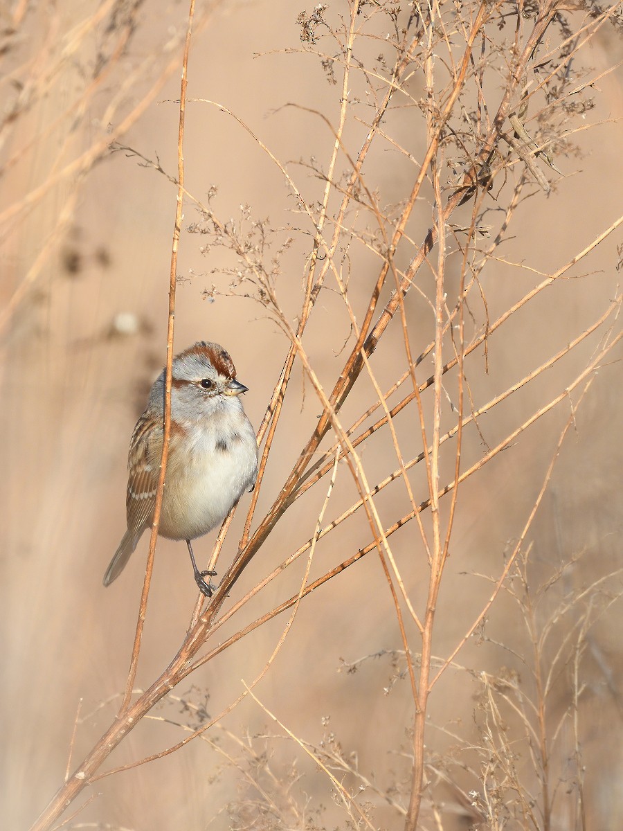 American Tree Sparrow - Vern Wilkins 🦉