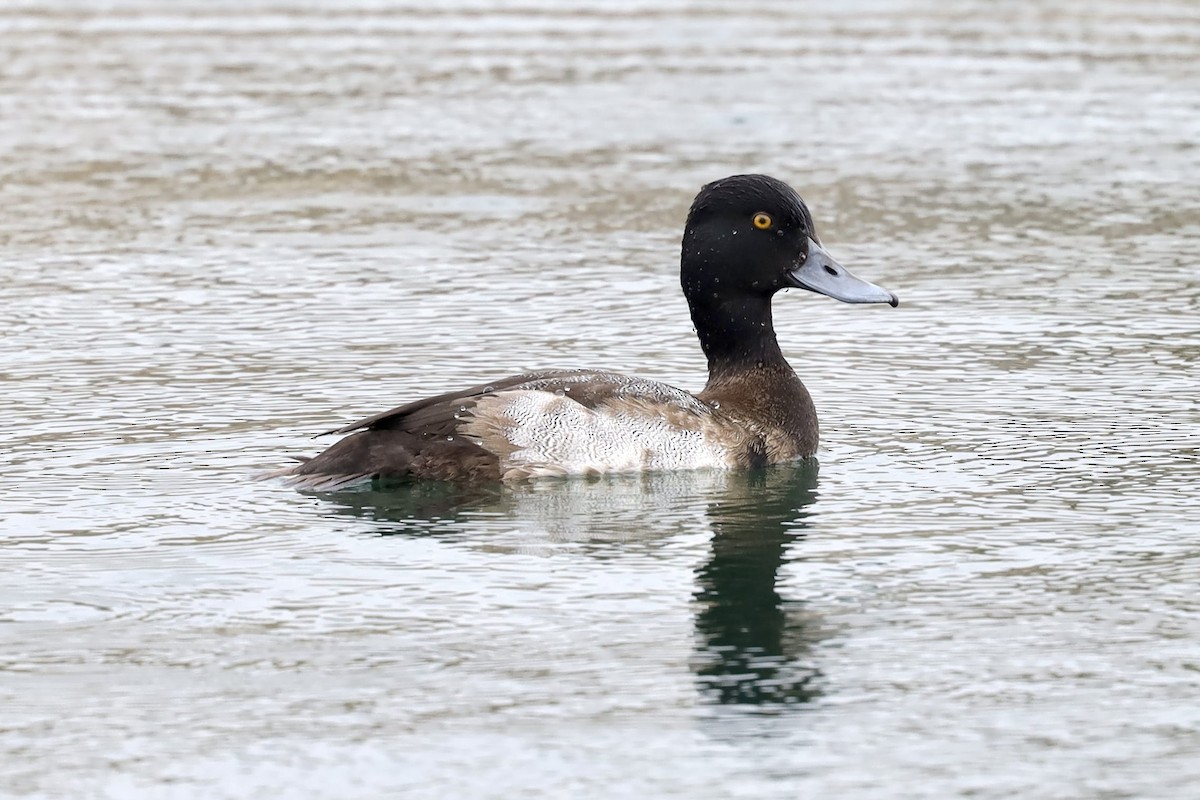 Greater Scaup - ML393026731