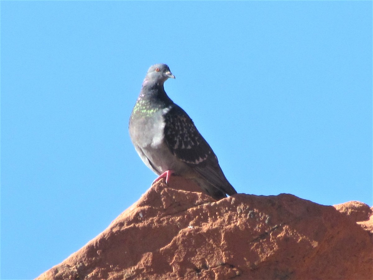 Rock Pigeon (Feral Pigeon) - ML393027051