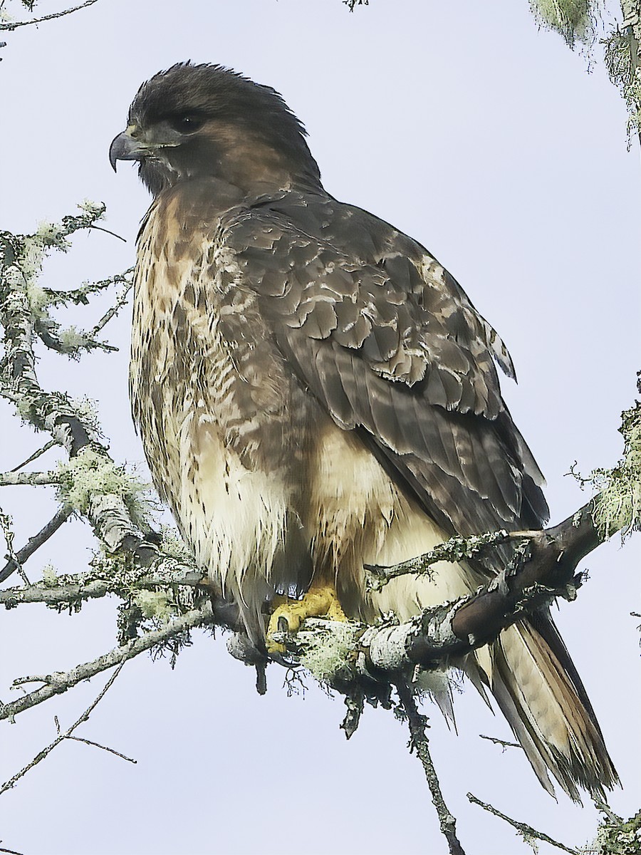 Red-tailed Hawk - ML393027531
