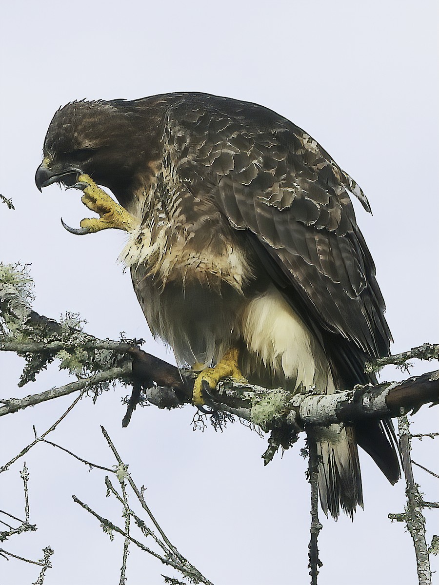 Red-tailed Hawk - ML393027541