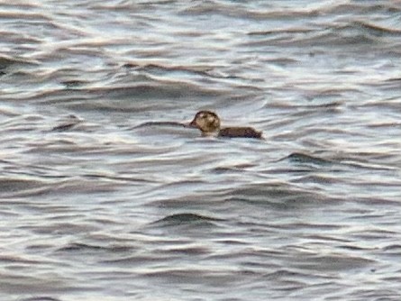 Long-tailed Duck - ML393027681