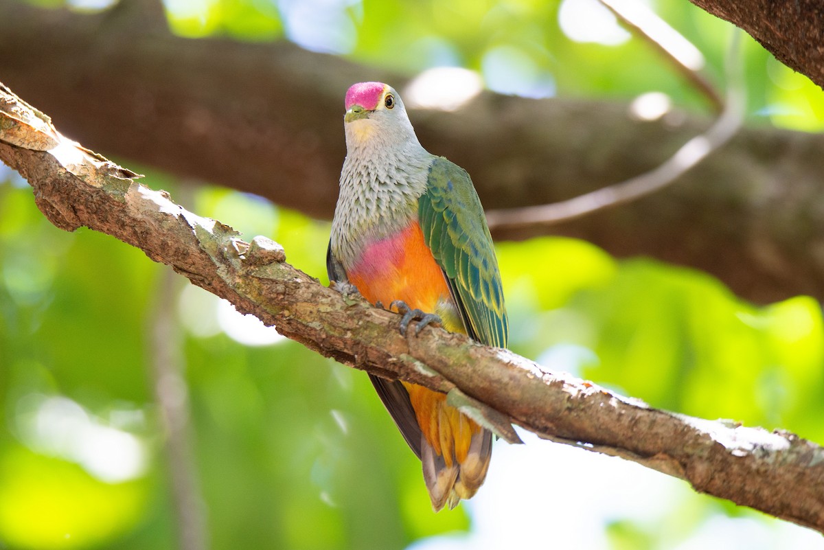 Rose-crowned Fruit-Dove - ML393028541