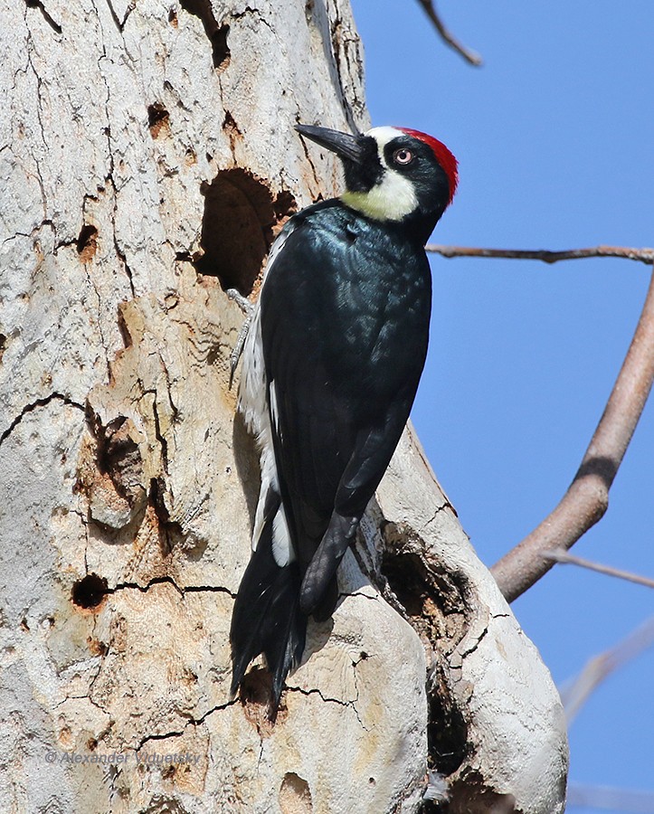 Acorn Woodpecker - ML39303441