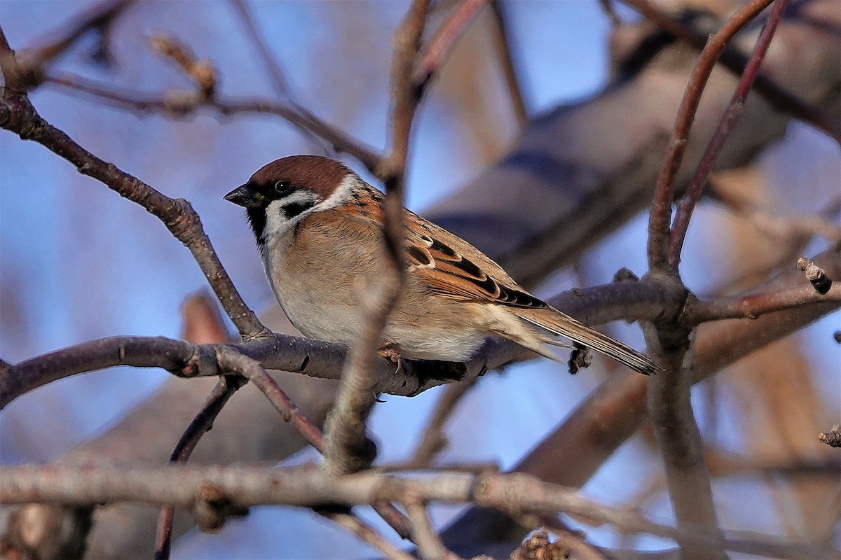Eurasian Tree Sparrow - ML393036181