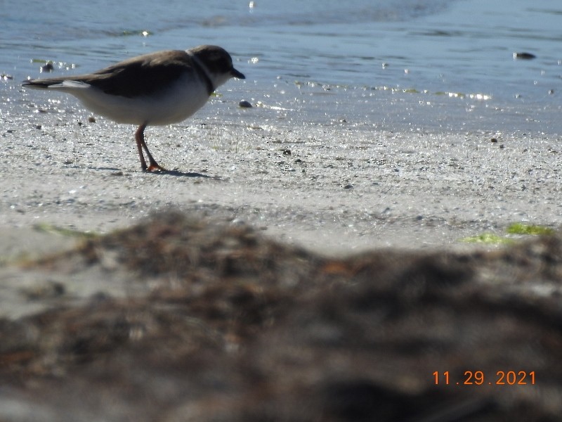 Semipalmated Plover - Dorothy Dunlap