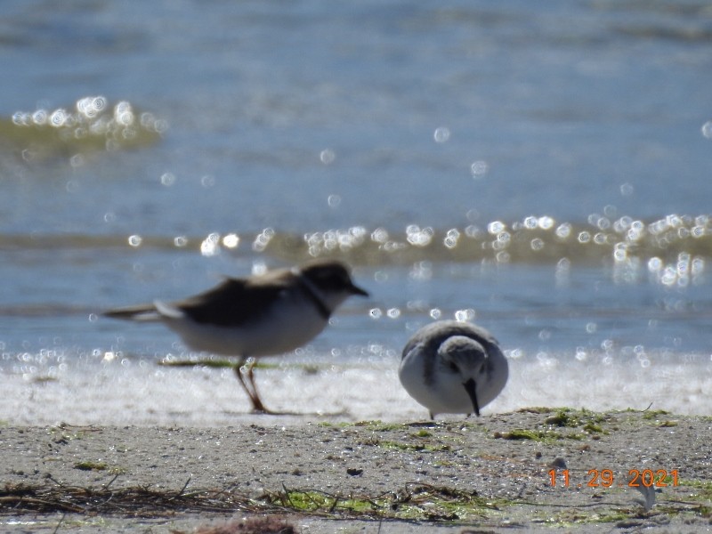 Semipalmated Plover - ML393040631