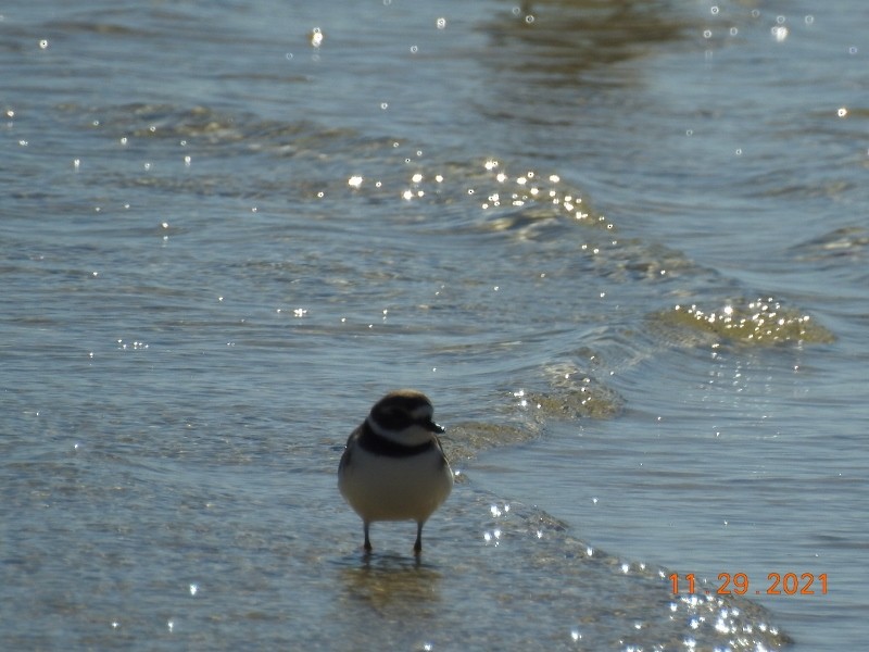 Semipalmated Plover - ML393040751