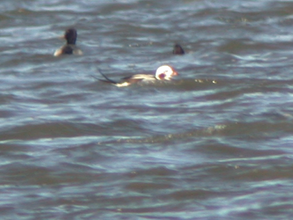 Long-tailed Duck - ML393041181