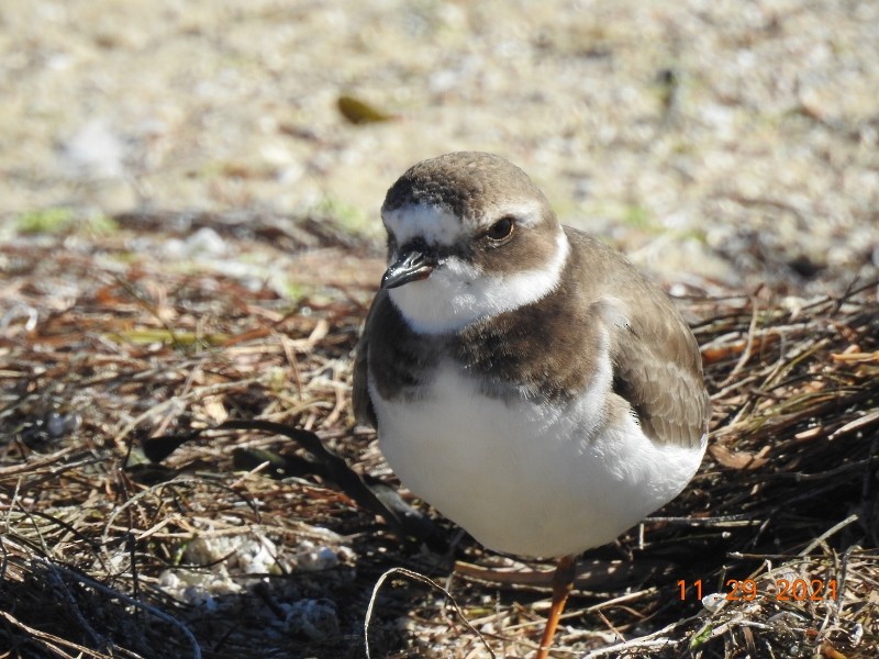 Semipalmated Plover - ML393042211