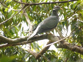 Band-tailed Pigeon, ML39305261