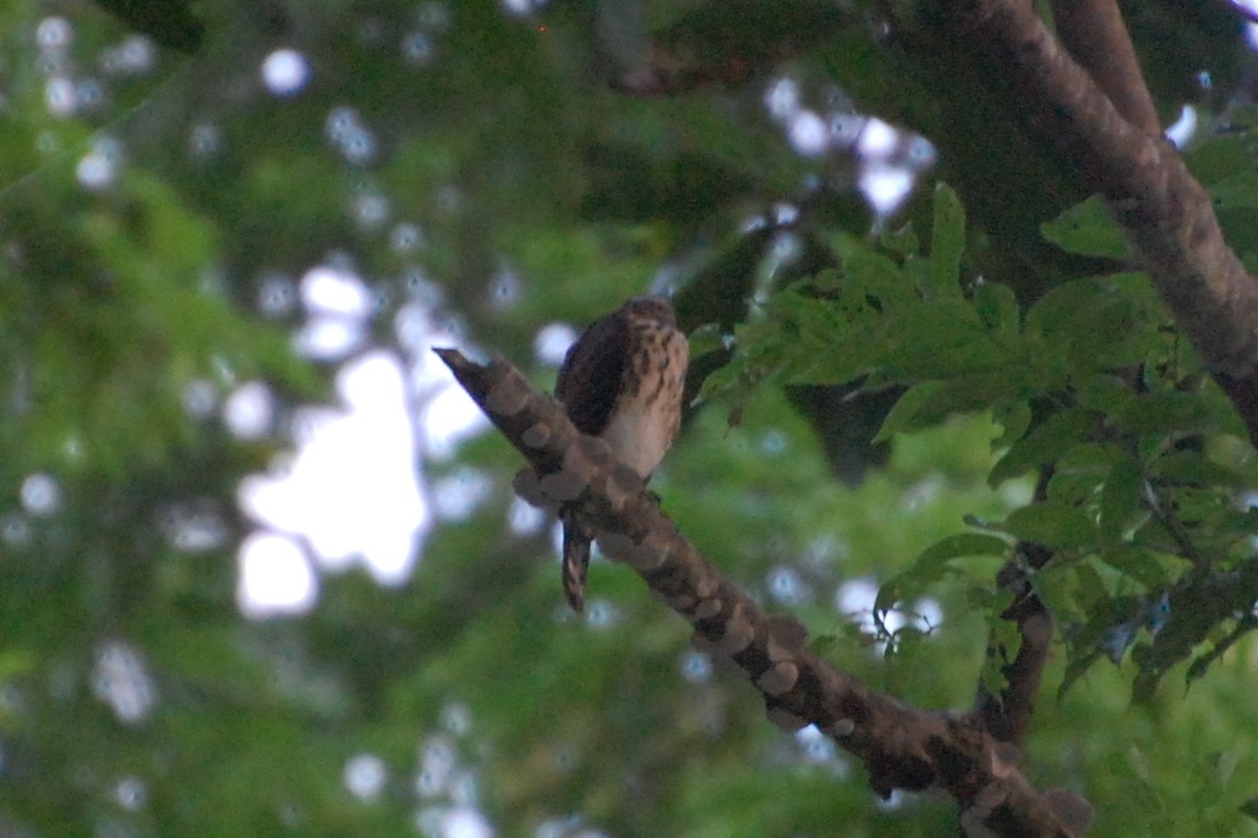 Vinous-breasted Sparrowhawk - ML393056501