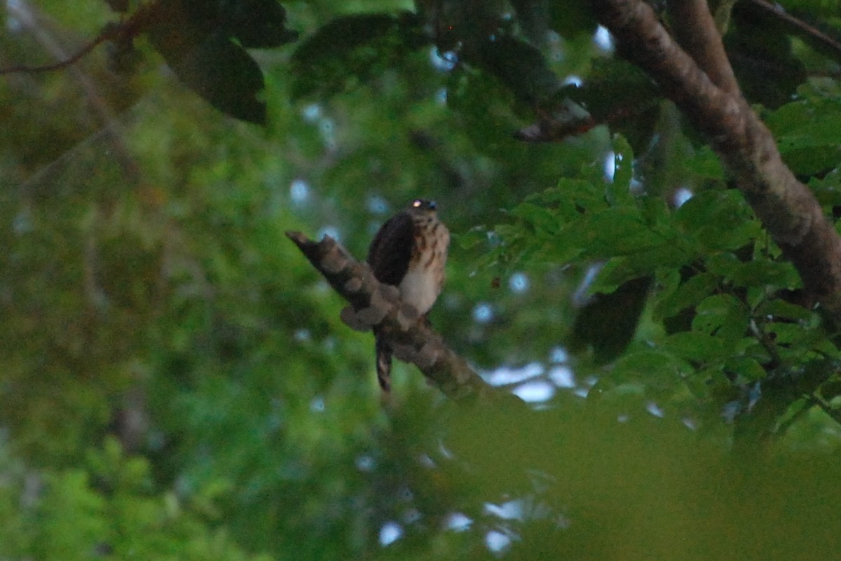 Vinous-breasted Sparrowhawk - Dirk Tomsa