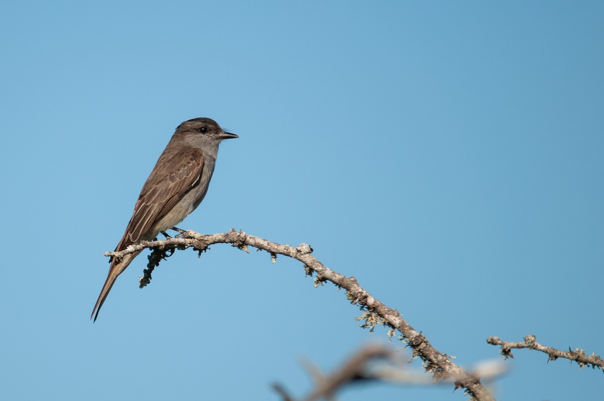 Crowned Slaty Flycatcher - Raphael Kurz -  Aves do Sul