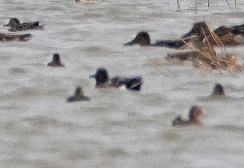 Greater Scaup - ML393071511