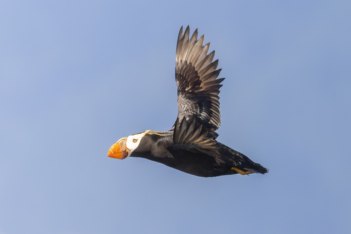 Tufted Puffin - ML393072001