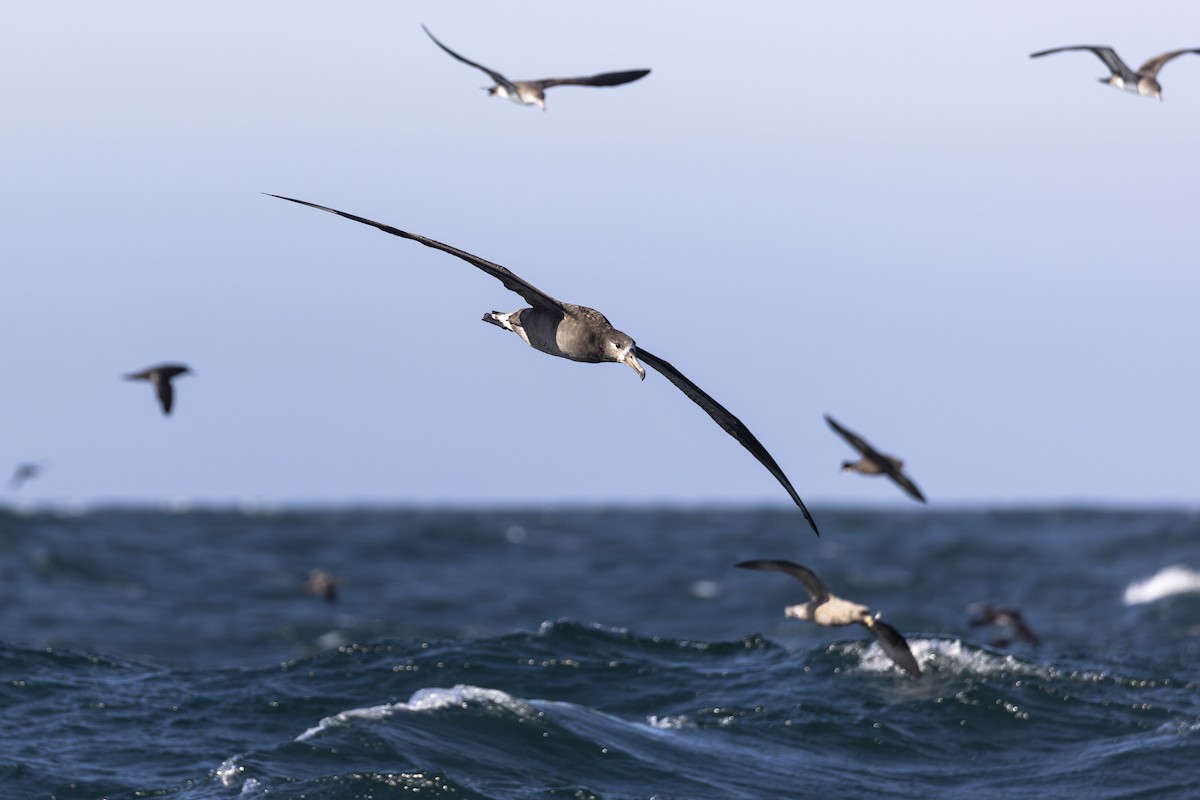Black-footed Albatross - ML393072211