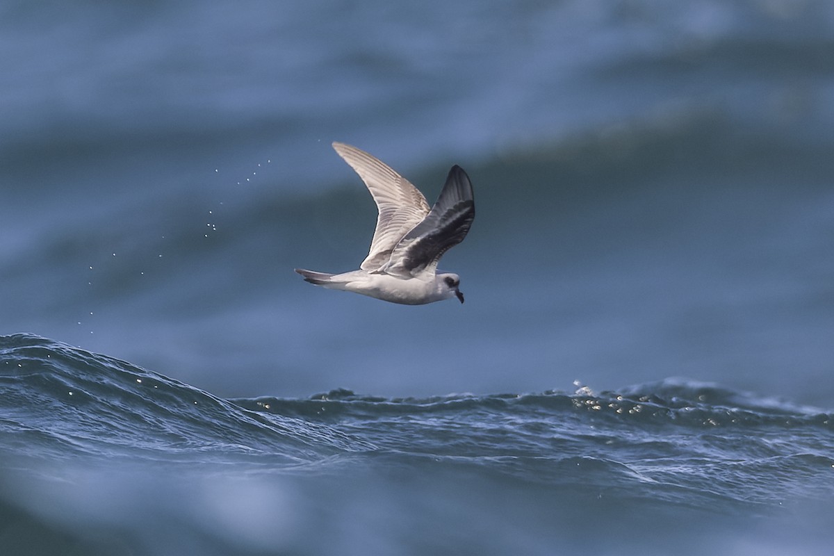 Fork-tailed Storm-Petrel - ML393072231