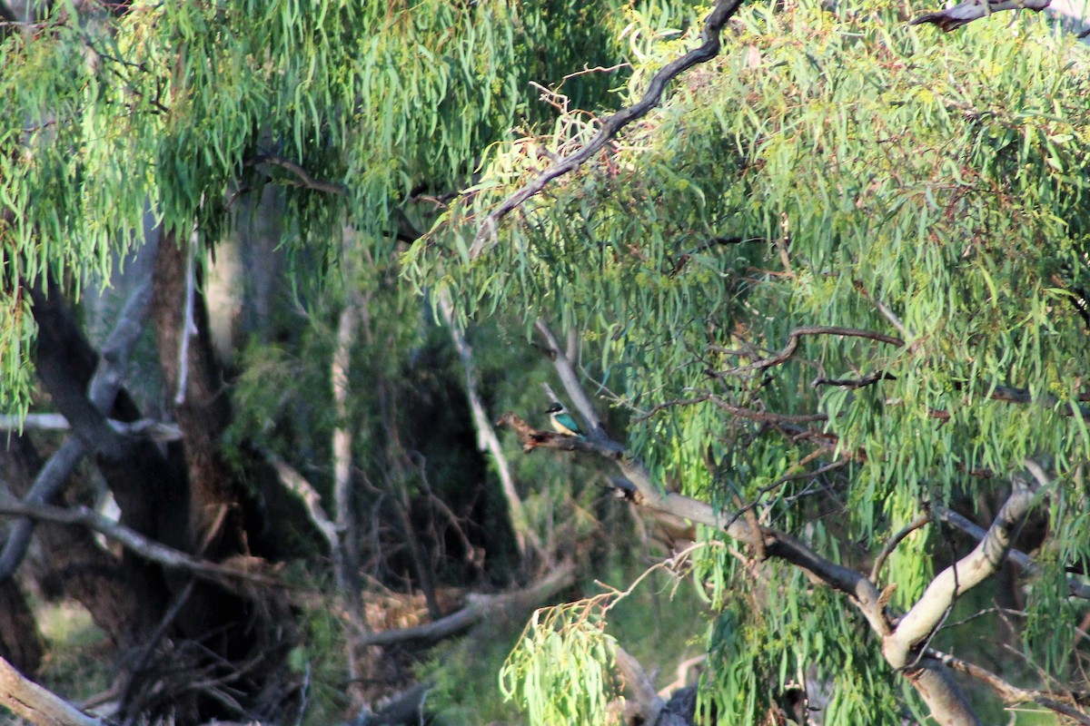 Sacred Kingfisher (Australasian) - ML393073131