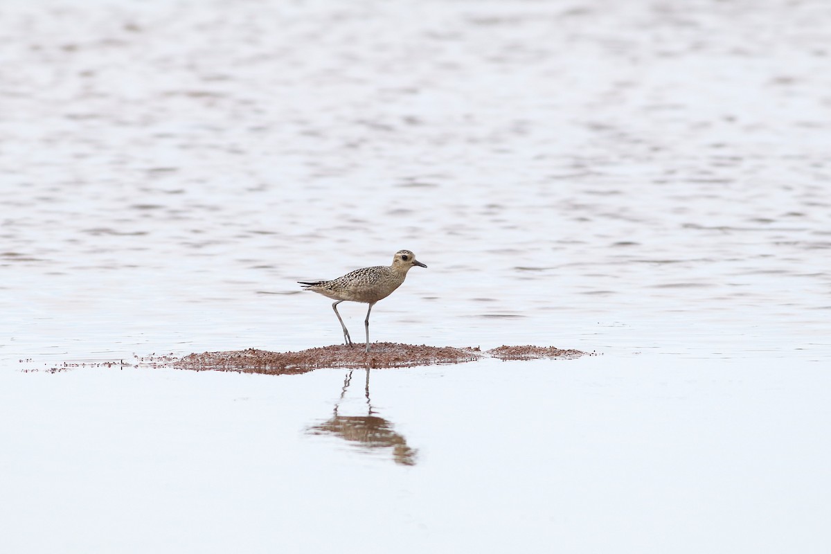 Pacific Golden-Plover - Ged Tranter