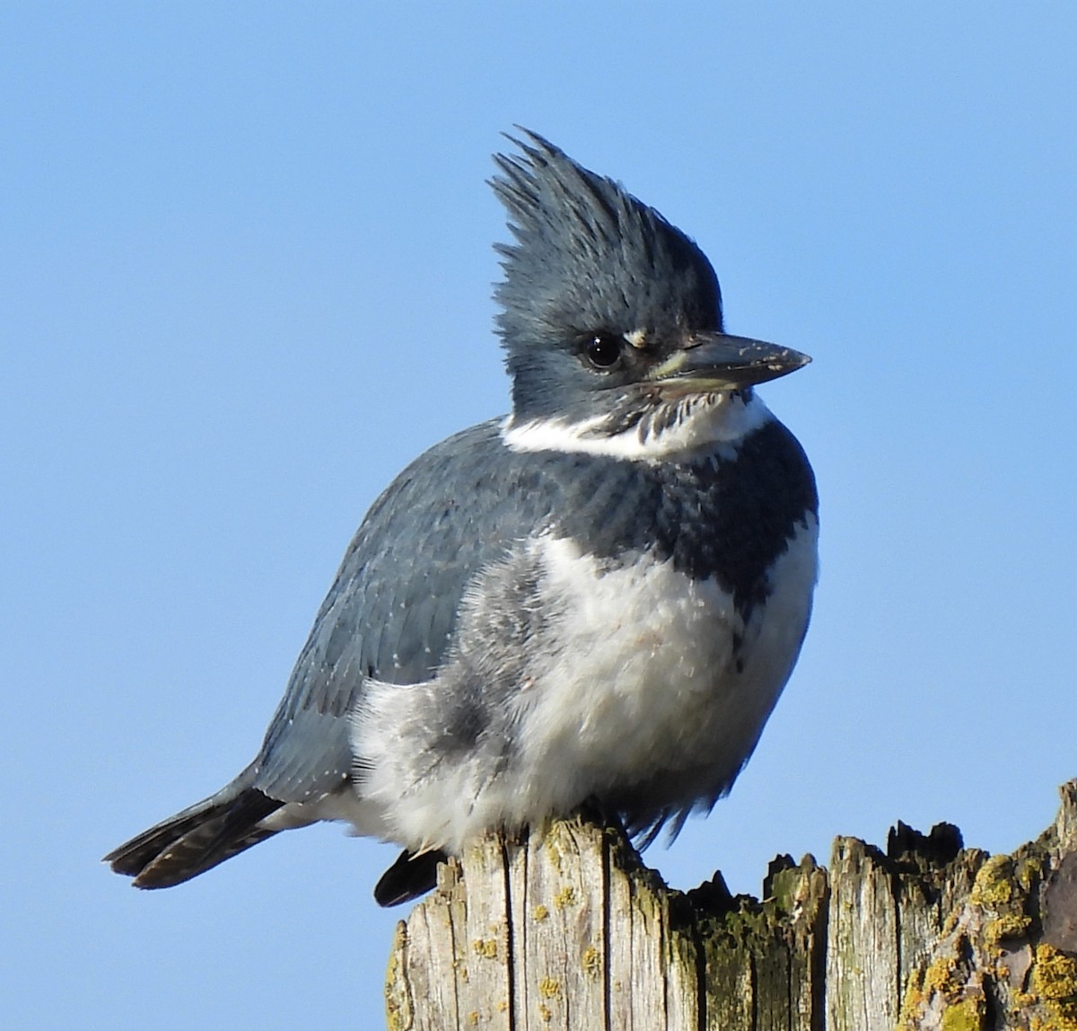 Belted Kingfisher - ML393079121