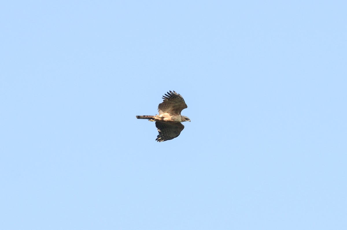 Philippine Hawk-Eagle - Nikolaj Mølgaard Thomsen