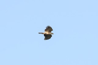  - Philippine Hawk-Eagle