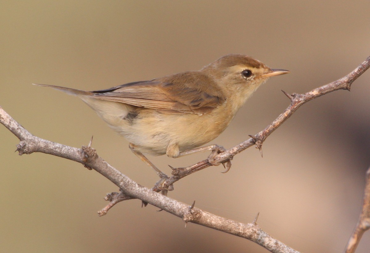 Booted Warbler - ML39308221