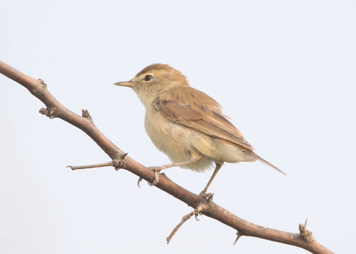Booted Warbler - ML39308231