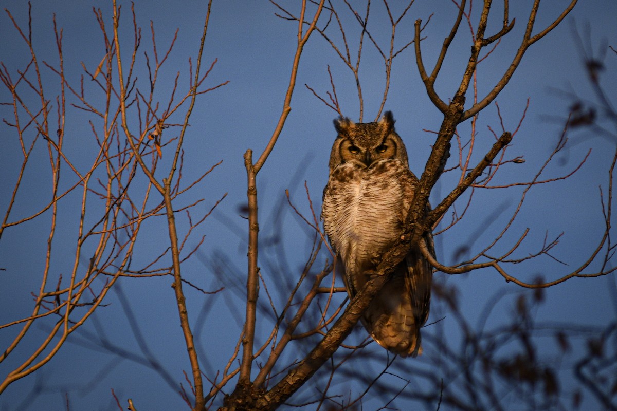 Great Horned Owl - ML393085171