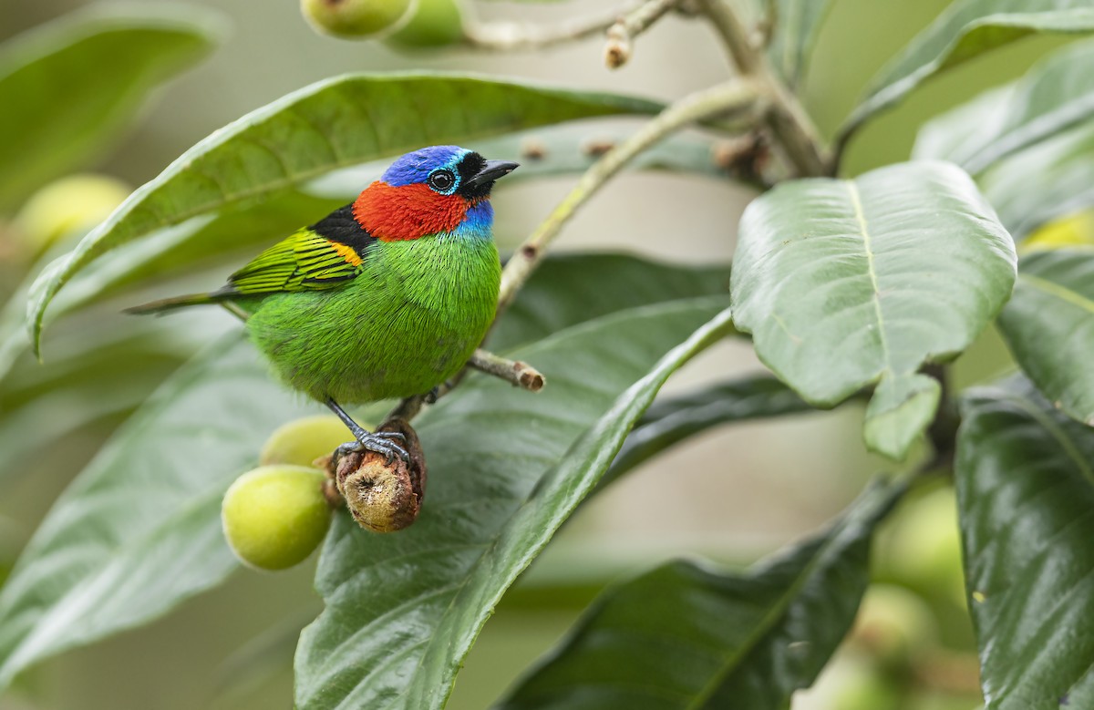 Red-necked Tanager - ML393088451