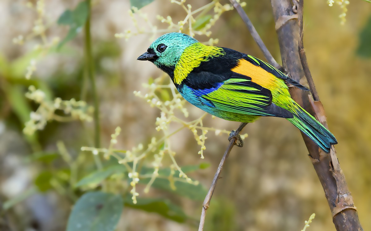Green-headed Tanager - ML393088701