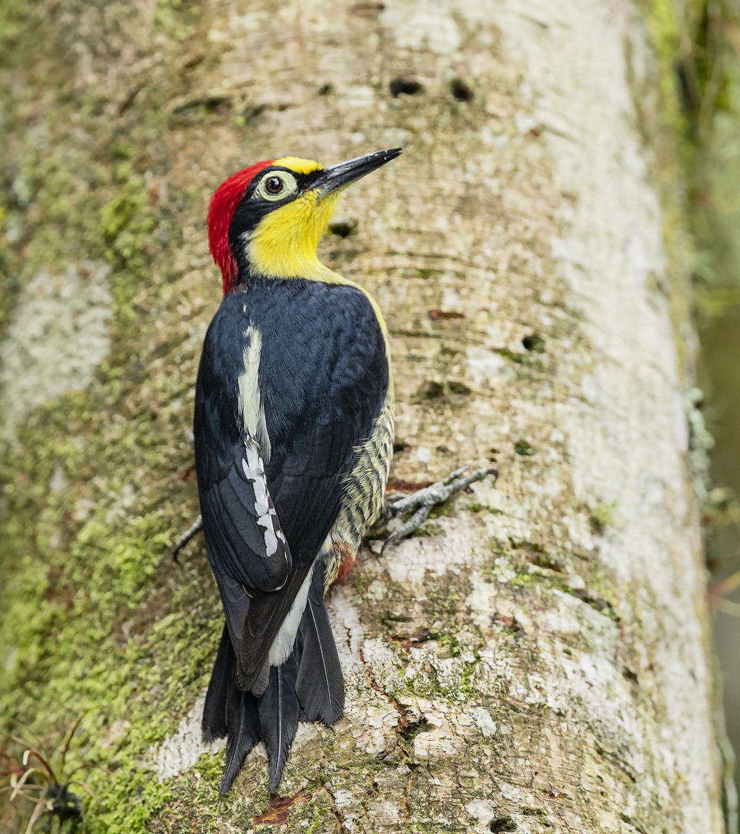 Yellow-fronted Woodpecker - ML393088751