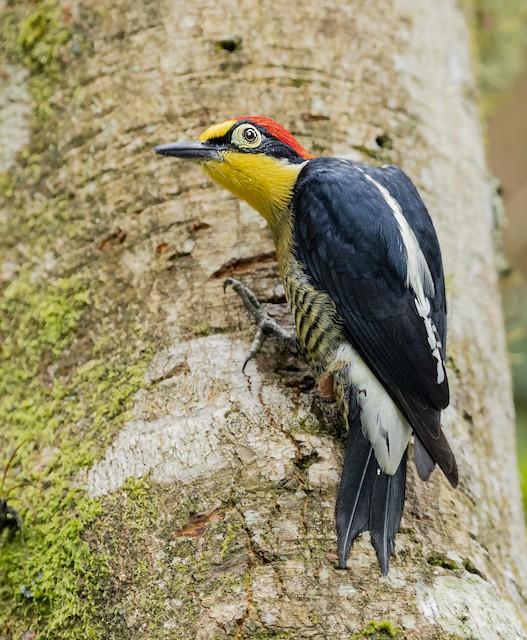 Yellow-fronted Woodpecker - eBird