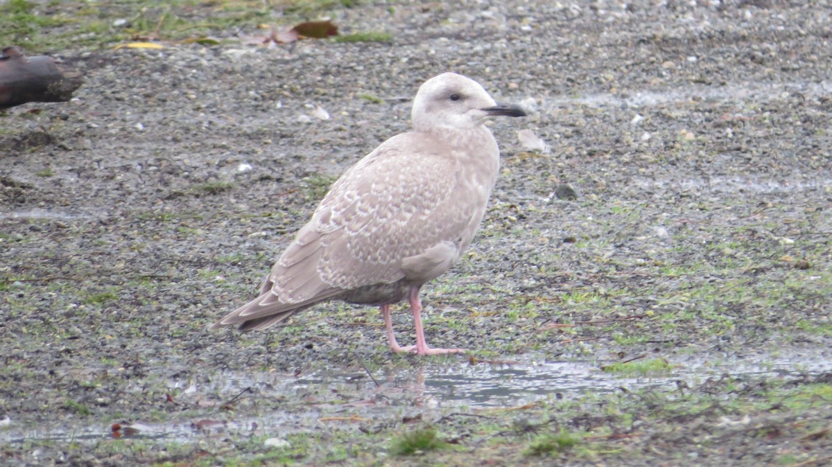 Iceland Gull (Thayer's) - vic nelson