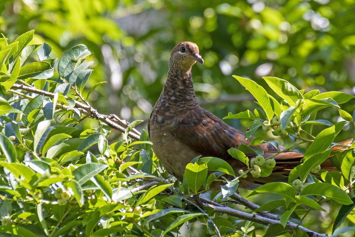 Brown Cuckoo-Dove - Stephen Murray