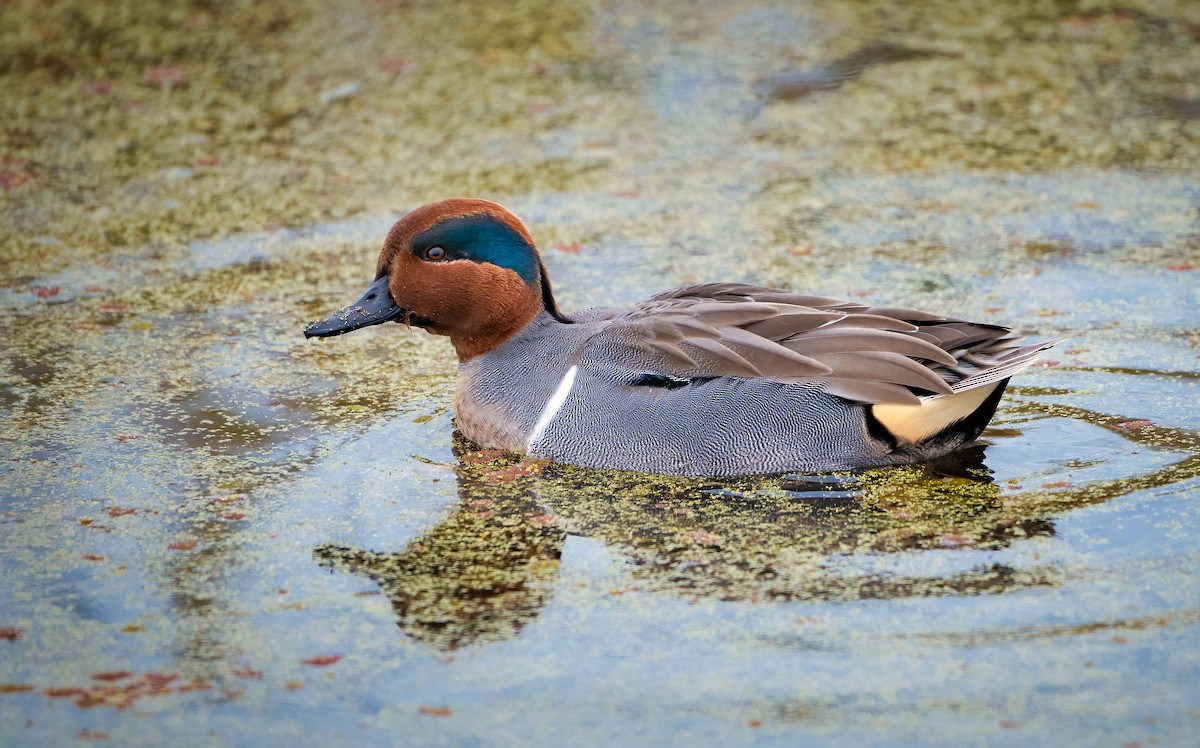 Green-winged Teal - ML393092731