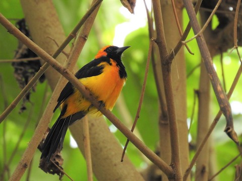 Orange Oriole - eBird