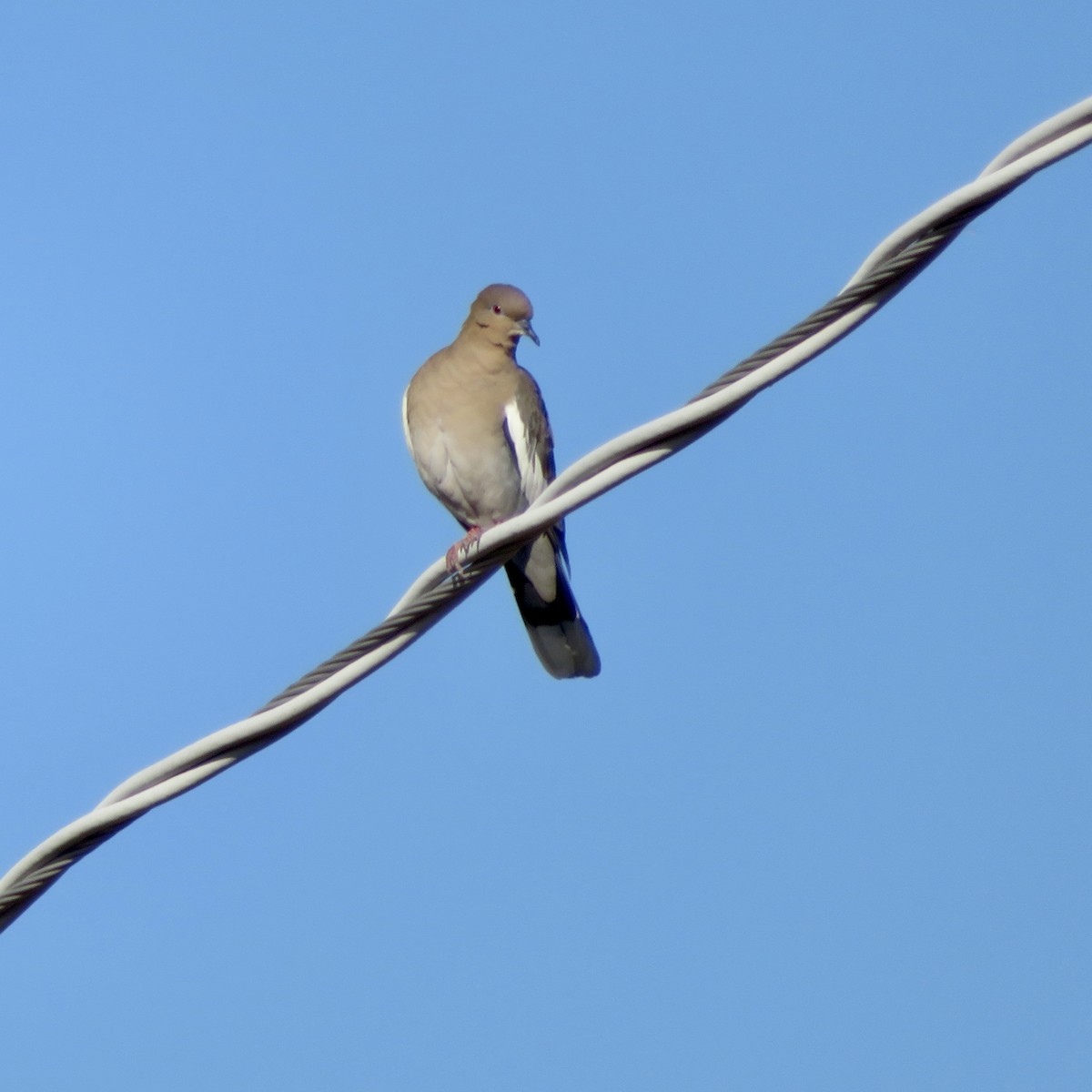 White-winged Dove - ML393096031