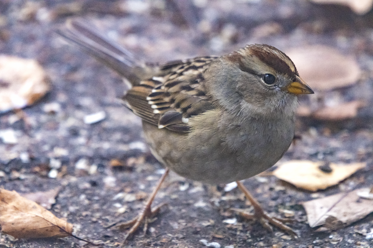 White-throated Sparrow - ML393096941