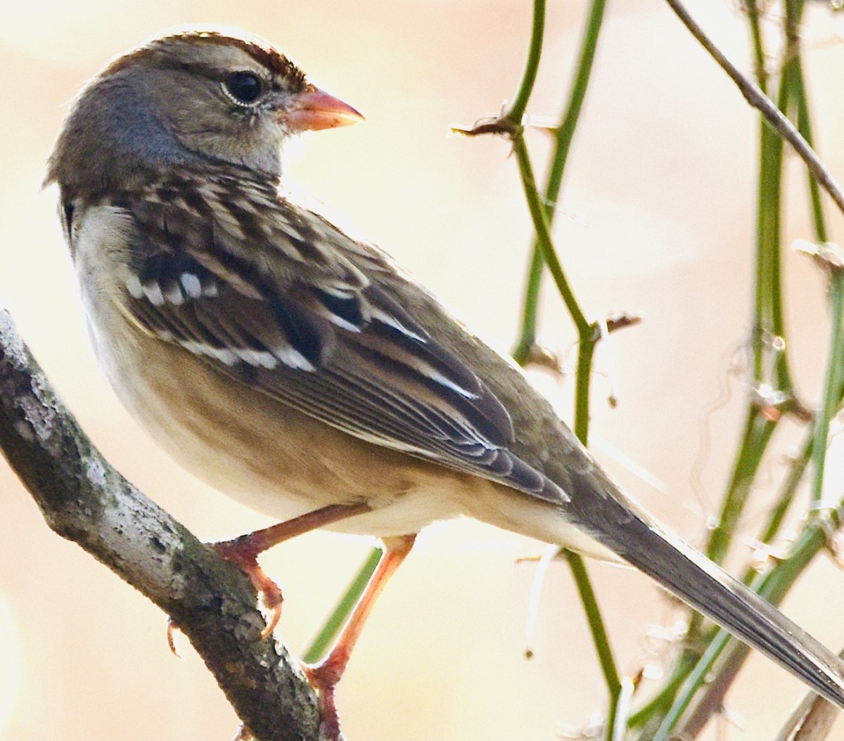 White-crowned Sparrow - Jason C. Martin