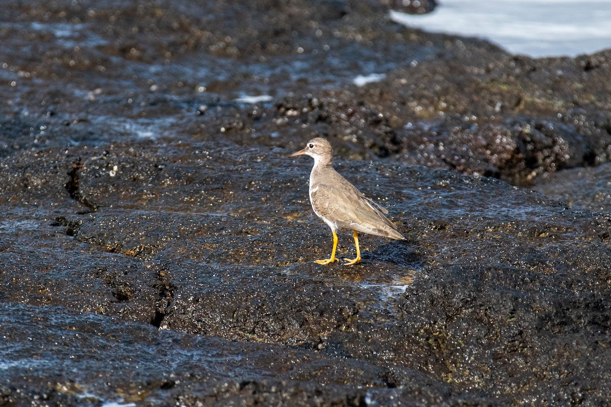 Spotted Sandpiper - Peter Rigsbee