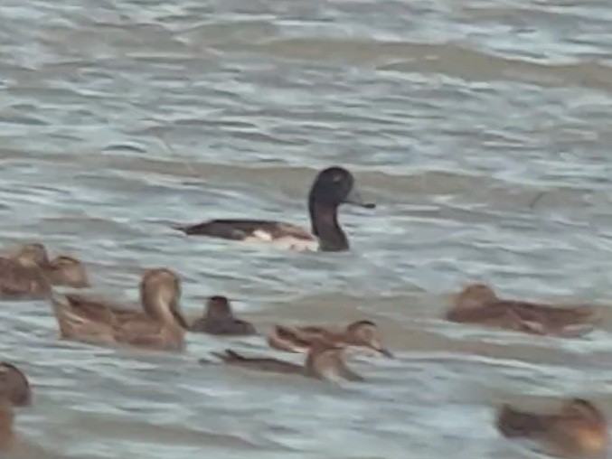 Greater Scaup - ML393108451