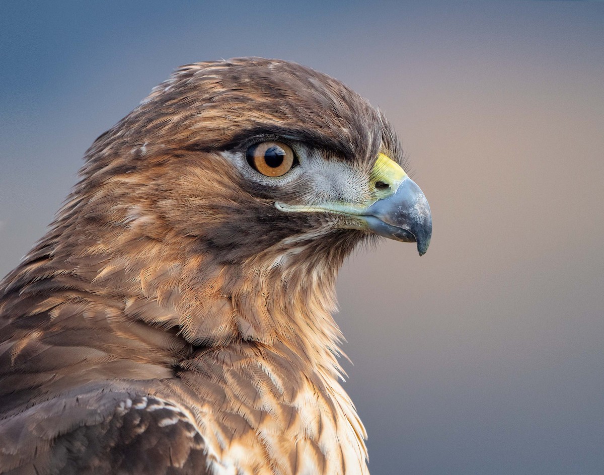 Red-tailed Hawk - ML393110761