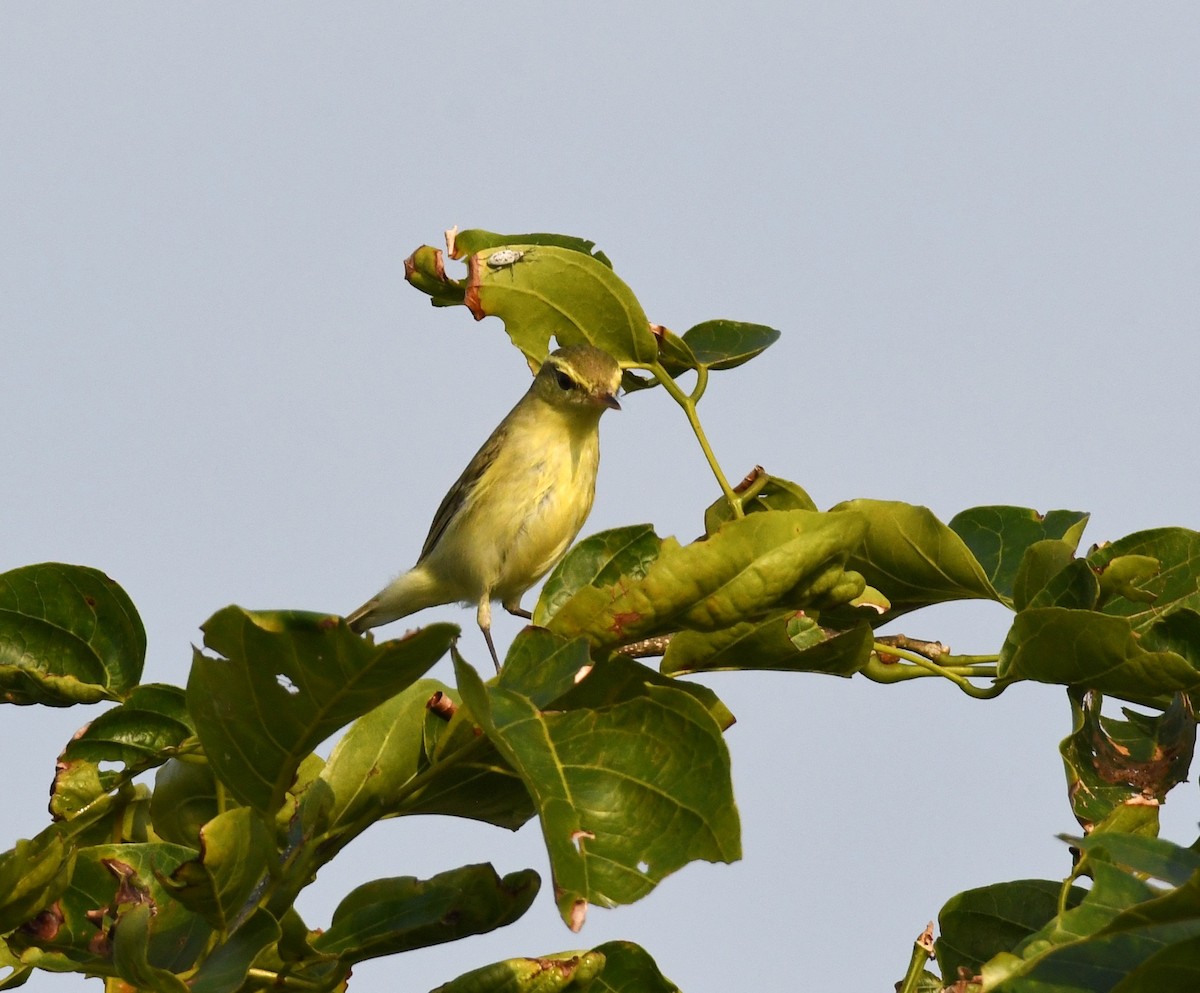 Greenish Warbler - mathew thekkethala